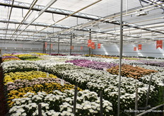 De bloeiproef snijchrysant bij Dümmen Orange.